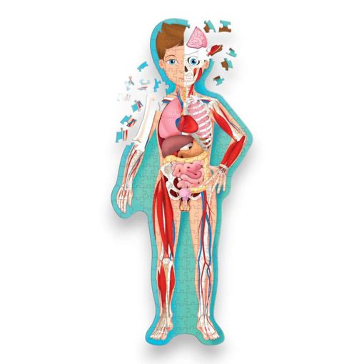 Picture of SASSI SCIENCE THE HUMAN BODY